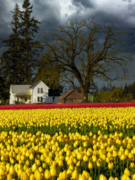 A farm house and barnon the edge of a yellow and red tulip fiels near Woodburn Oregon
