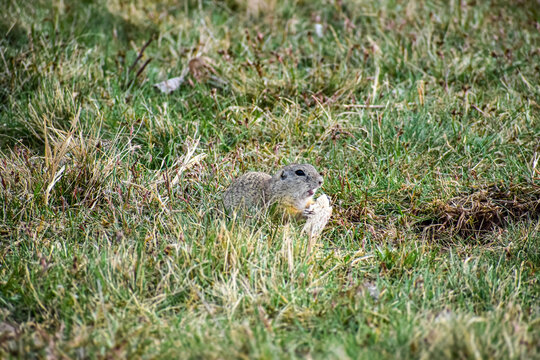 Small ground squirrel nibbling on a piece of food in lush green grass