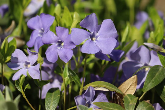 Flowering dwarf periwinkle (Vinca minor) plant with green foliage and blue flowers in spring garden