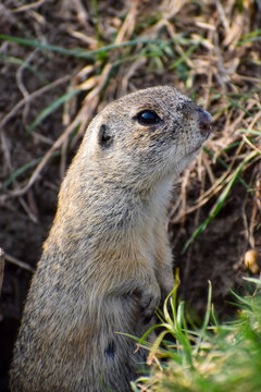 Alert ground squirrel peeking out from its burrow surrounded by dry grass and green shoots