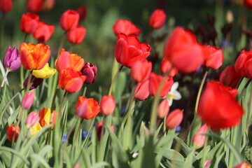 Obraz premium Red tulip flowers in spring garden