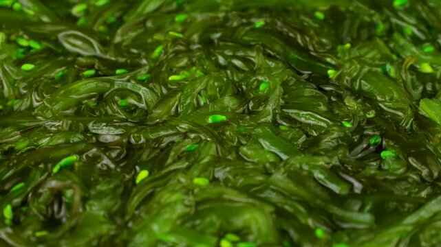 Green chuka seaweed salad circle rotation close up