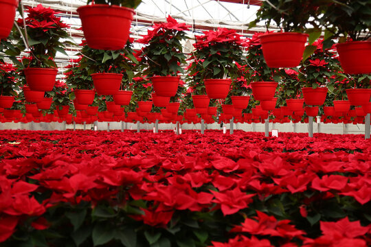 A vibrant greenhouse filled with blooming red poinsettias, arranged in neat rows under soft natural light. The festive plants create a warm holiday atmosphere, showcasing their rich red leaves.