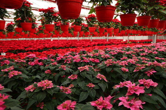 A vibrant greenhouse filled with blooming red poinsettias, arranged in neat rows under soft natural light. The festive plants create a warm holiday atmosphere, showcasing their rich red leaves.