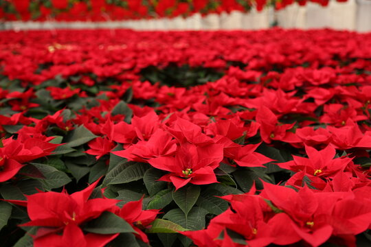 A vibrant greenhouse filled with blooming red poinsettias, arranged in neat rows under soft natural light. The festive plants create a warm holiday atmosphere, showcasing their rich red leaves.