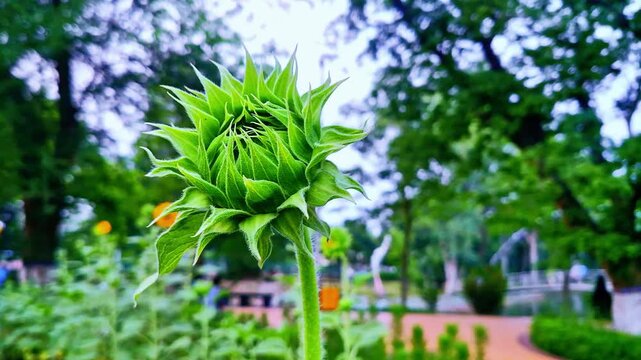Fresh green flower bud emerging in vibrant natural garden, macro perspective, soft depth of field, bright daylight, ultra detailed texture, realistic colors, professional 8K videography