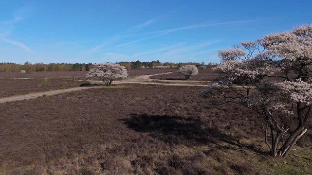 Bird's Eye View of White Spring Trees
