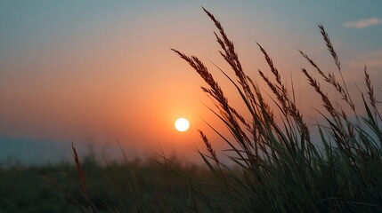 Naklejka premium Golden hour sunlight illuminates tall grasses and reeds against a vibrant sunset sky