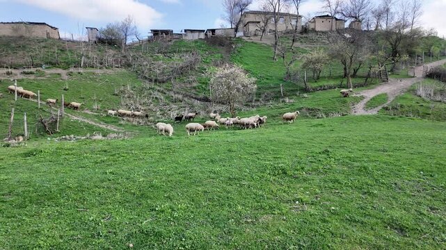 a flock of sheep goes out to graze