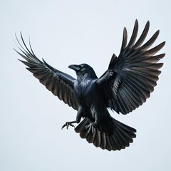 Obraz premium A detailed high-speed photograph of a black raven in mid-flight with its wings fully spread against a pale, neutral background