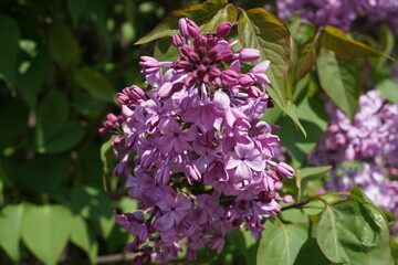 Fototapeta premium Close up of a common lilac plant (syringa vulgaris); botanical macro photography of a violet flower on a bush 