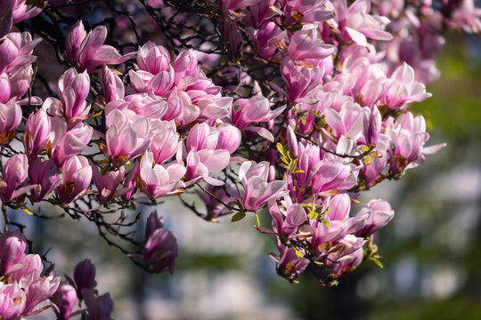 Pink magnolia flowers, blooming spring trees, floral background or pattern for your design