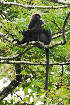 Nilgiri langur (Semnopithecus johnii) sitting in the canopy at Periyar National Park, Kerala, India