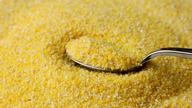 Yellow corn grain flour for polenta porridge taking with a spoon close up
