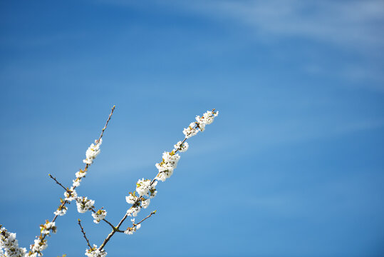 Cerisier en fleurs