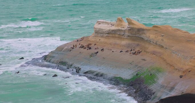 4K video; South American Fur Seals (Arctocephalus australis) resting on a small peninsula at the Atlantic coast of Argentina, Monte Leon National Park
