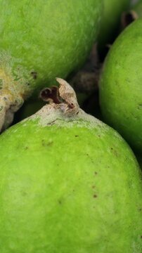 Green feijoa fruit circle rotation close up, vertical video format