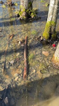 Closeup birch trunks green moss water sunlit shallow pool with submerged stick and pebbles, muddy sediment, lichen on bark, gentle.