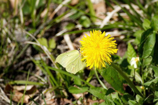 Common brimstone butterfly (Gonepteryx rhamni) sitting on yellow dandelion in Zurich, Switzerland