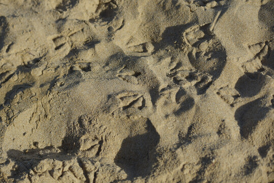 Saint-Malo - sable et traces de pas de go&eacute;lands
