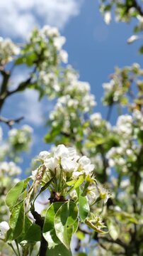 Pear Tree Branch in Bloom with White Flowers Against Bright Blue Sky in Spring