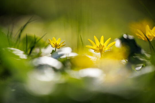 A close-up view of spring yellow flowers among lush greenery