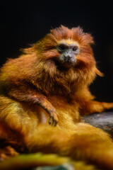 Fototapeta premium A golden lion tamarin monkey against a dark background.