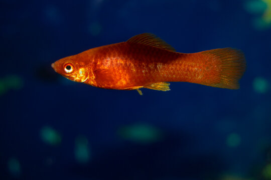 Aquarium swordtail fish swim in a home aquarium. The fish is a red female. Xiphophorus-Latin name