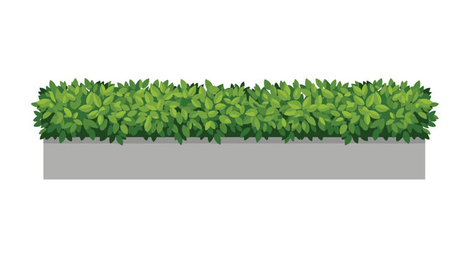 A vibrant and meticulously trimmed green hedge grows within a long rectangular gray concrete planter box set against a clean and bright white backdrop.