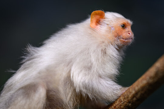 A silvery marmoset monkey looking around from a small branch.