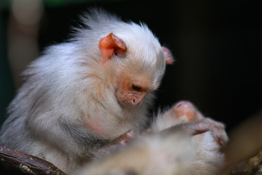 A silvery marmoset monkey grooming the fur of another monkey.