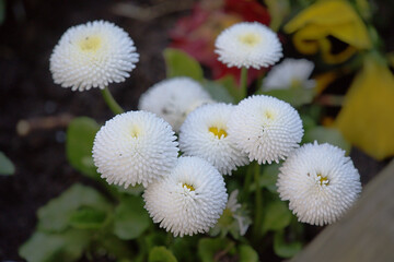 Blooming white daises of the variety bellis perennis 'Pomponette' © Svitlana Kolycheva