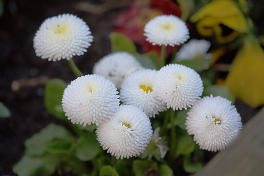 Blooming white daises of the variety bellis perennis 'Pomponette'