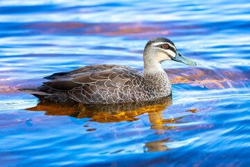 Fototapeta premium An Australian Black Duck paddling in Wentworth Falls Lake that has a blueish tint on a sunny day near the Blue Mountains town of Wentworth Falls in New South Wales, Australia