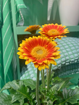 flor gerbera jamesonil margarita africana de color, naranja y amarillo imitaci&oacute;n de pl&aacute;stico para  decoraci&oacute;n de una casa IMG_5068-as26