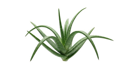 Fototapeta premium Aloe Vera Plant Isolated White Background