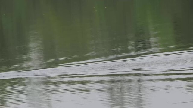 Cygne tubercul&eacute; (Cygnus olor) en parade territoriale sur l&rsquo;eau, ailes d&eacute;ploy&eacute;es, reflet dans un &eacute;tang calme, R&eacute;serve naturelle du Grand-Voyeux