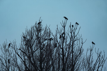 Fototapeta premium Flock of crows perched on bare winter tree silhouette