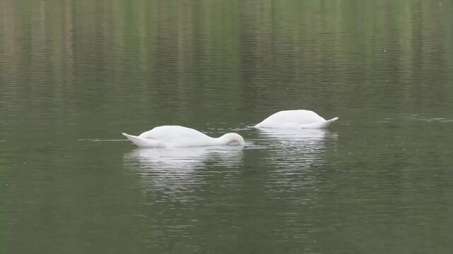 Cygnes tubercul&eacute;s (Cygnus olor) en alimentation &agrave; la surface de l&rsquo;eau, couple en zone humide avec reflets, R&eacute;serve naturelle du Grand-Voyeux