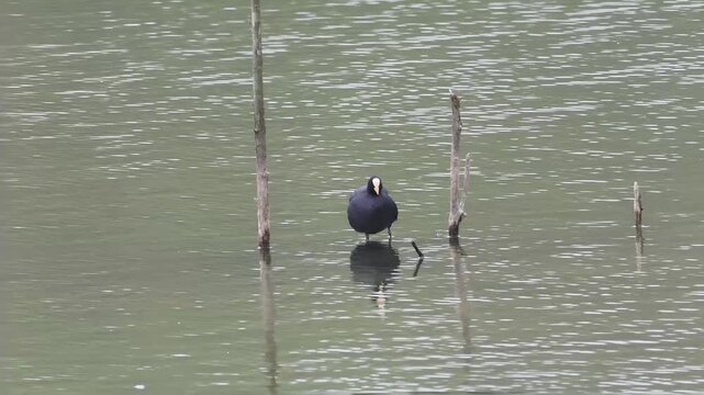 Foulque macroule (Fulica atra) en toilettage sur un perchoir &eacute;merg&eacute;, reflet dans l&rsquo;eau calme d&rsquo;un &eacute;tang, zone humide, R&eacute;serve naturelle du Grand-Voyeux
