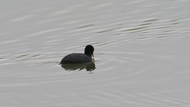 Foulque macroule (Fulica atra) nageant sur eau calme avec reflet, sc&egrave;ne minimaliste en zone humide, R&eacute;serve naturelle du Grand-Voyeux