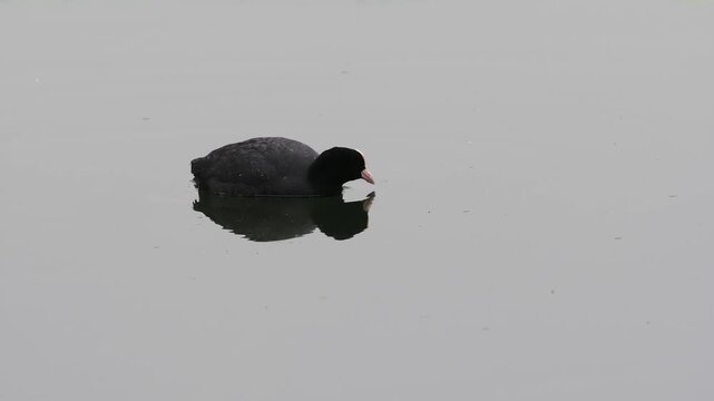 Foulque macroule (Fulica atra) nageant sur eau calme avec reflet, sc&egrave;ne minimaliste en zone humide, R&eacute;serve naturelle du Grand-Voyeux