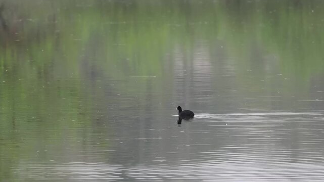 Foulque macroule (Fulica atra) en alimentation dans un &eacute;tang avec v&eacute;g&eacute;tation de zone humide, comportement naturel, R&eacute;serve naturelle du Grand-Voyeux