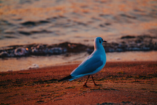 Seagull standing on beach near water at sunset