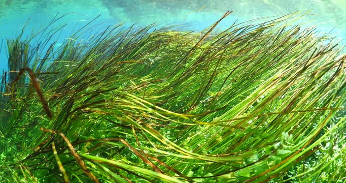 underwater freshwater lake river spring scenery with grasses and algae reflections