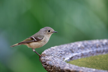 Obraz premium Ruby Crowned Kinglet Perched on Birdbath in Louisiana Garden