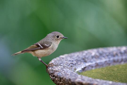 Ruby Crowned Kinglet Perched on Birdbath in Louisiana Garden