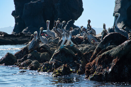 Rocky outcrop occupied with brown pelican and Blue-footed booby birds.  Baja Mexico peninsula, Mexico 