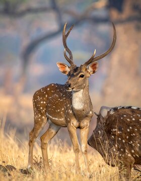 Spotted deer stag portrait in golden light, antlers partially grown, alert in dry grassland