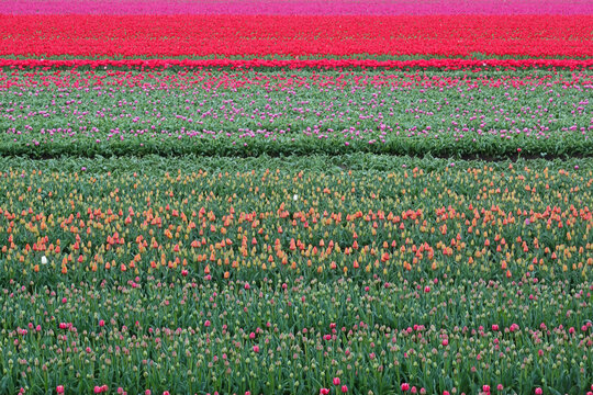 Blooming Tulip field with flowers in several colors in the Dutch countryside